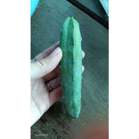 Cây xương rồng trụ Mytilo NoBrand