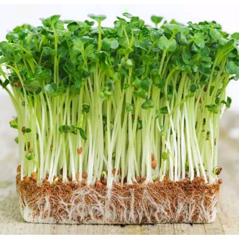Gói 20g Hạt Giống Cải Mầm Dinh Dưỡng