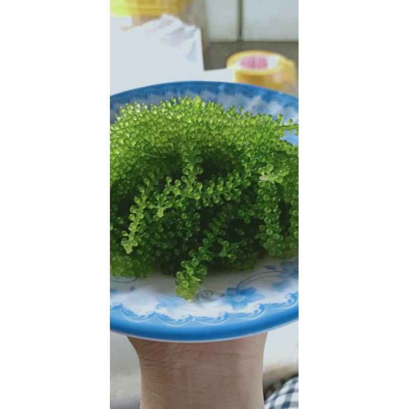 Rong nho tách nước Bảo Châu (tặng kèm 1 gói sốt mè) | BigBuy360 - bigbuy360.vn