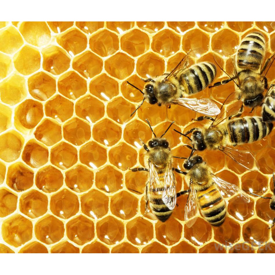 Sáp Ong Nguyên Chất 1Kg - Sỉ Sáp Ong Vàng Nhà Nấu