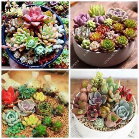 Hạt giống hoa sen đá nhiều màu - 20 hạt/gói