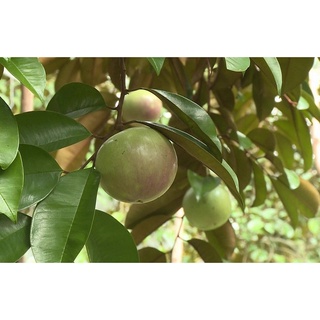 HẠT GIỐNG CÂY VÚ SỬA - 3 Hạt/ gói