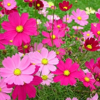 Gói 100 hạt giống hoa cúc cánh bướm nhiều màu