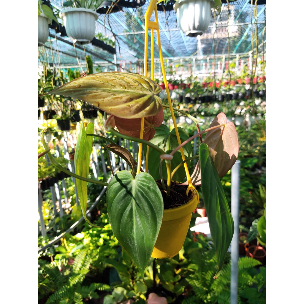 Trầu bà Mican (Philodendron Micans) chậu treo mini