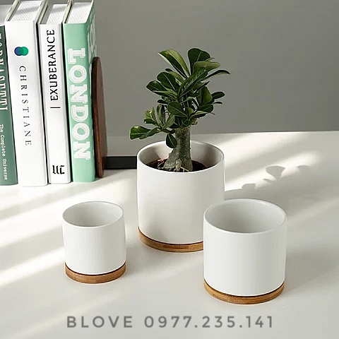 Chậu trồng cây nhiều màu, hình  trồng cây cỡ lớn siêu đẹp