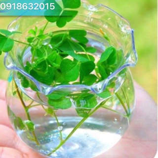Hồ cá thủy tinh bầu bể cá mini để bàn 5cm x 7cm