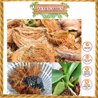 Xơ dừa miếng trồng lan giữ ẩm tốt giúp lan phát triển khỏe mạnh