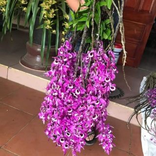 Combo 3 coc ken lai chau gieo hat cay con