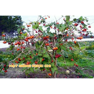 Hạt Giống Cà Chua Thân Gỗ - 4 Hạt