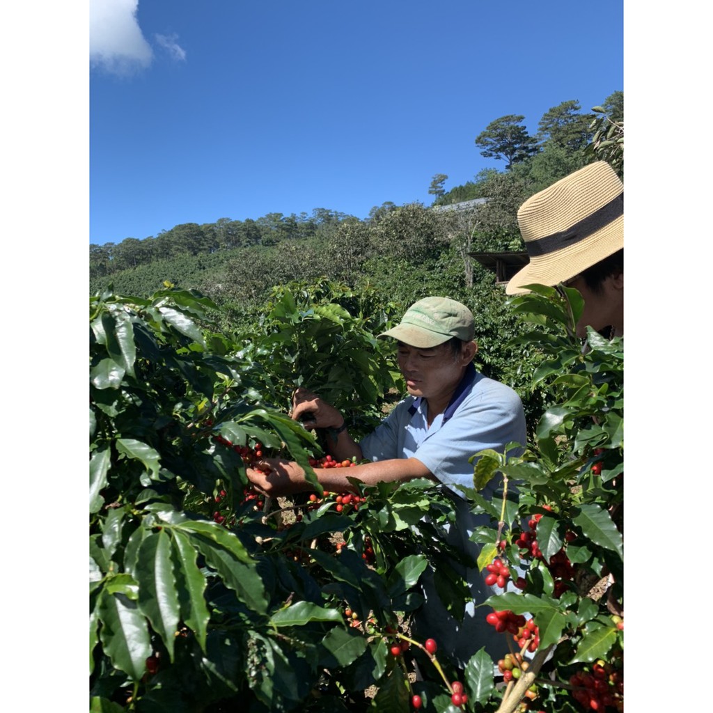 Cà phê Arabica Cầu Đất thượng hạng 500g - Rang Company | BigBuy360 - bigbuy360.vn