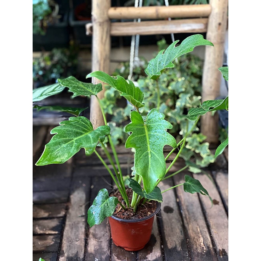 Cây Philodendron xanadu (Trầu Cánh Phượng) chậu nhựa