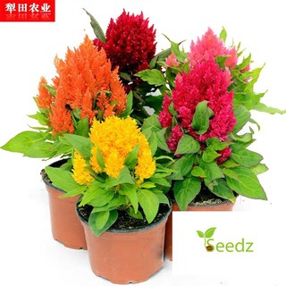 gói 100 hạt giống hoa mào gà nhiều màu VINMARK HẠT GIỐNG