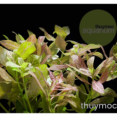 Cây Sunset - Cây cắt Cắm - Cây thủy sinh trung cảnh và hậu cảnh- cây thuỷ sinh dễ trồng không cần CO2