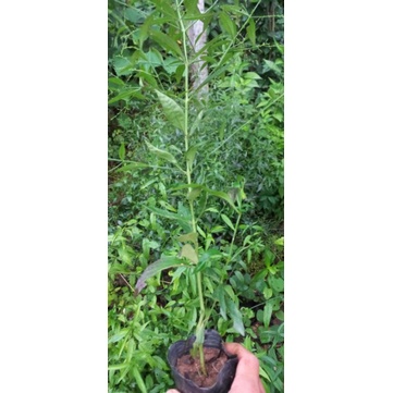 Cây dược liệu xuyên tâm liên  1 bầu