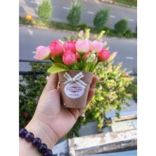 Chậu hoa nụ nhí để bàn tươi tắn xinh xắn mẫu hoa búp nụ
