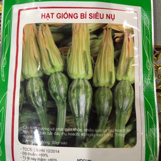 Hạt giống bí siêu nụ- Ăn non 10gr