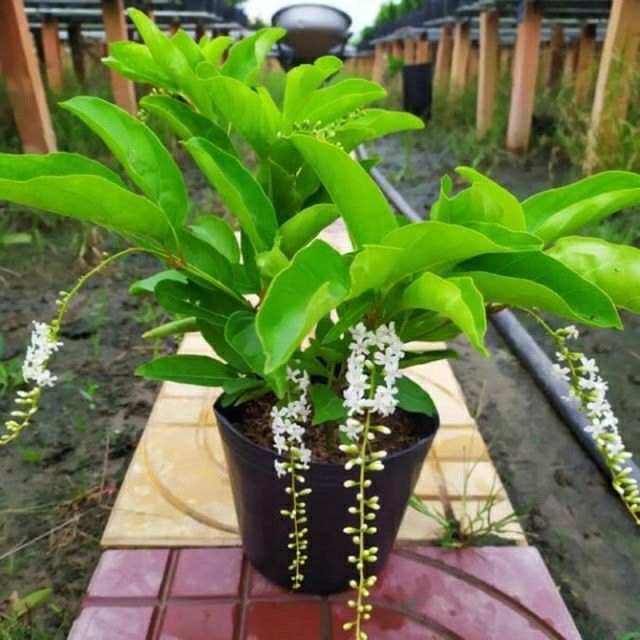 Cây lài thái cực thơm