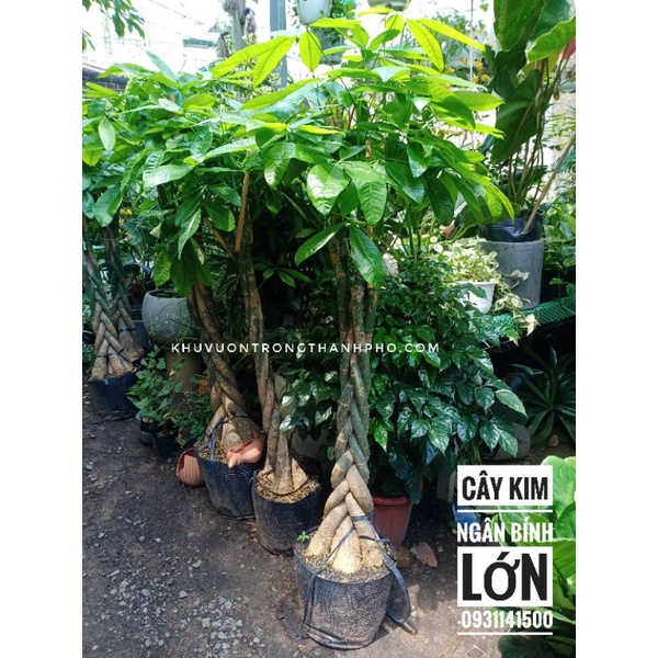 Cây kim ngân bính lớn 1m++