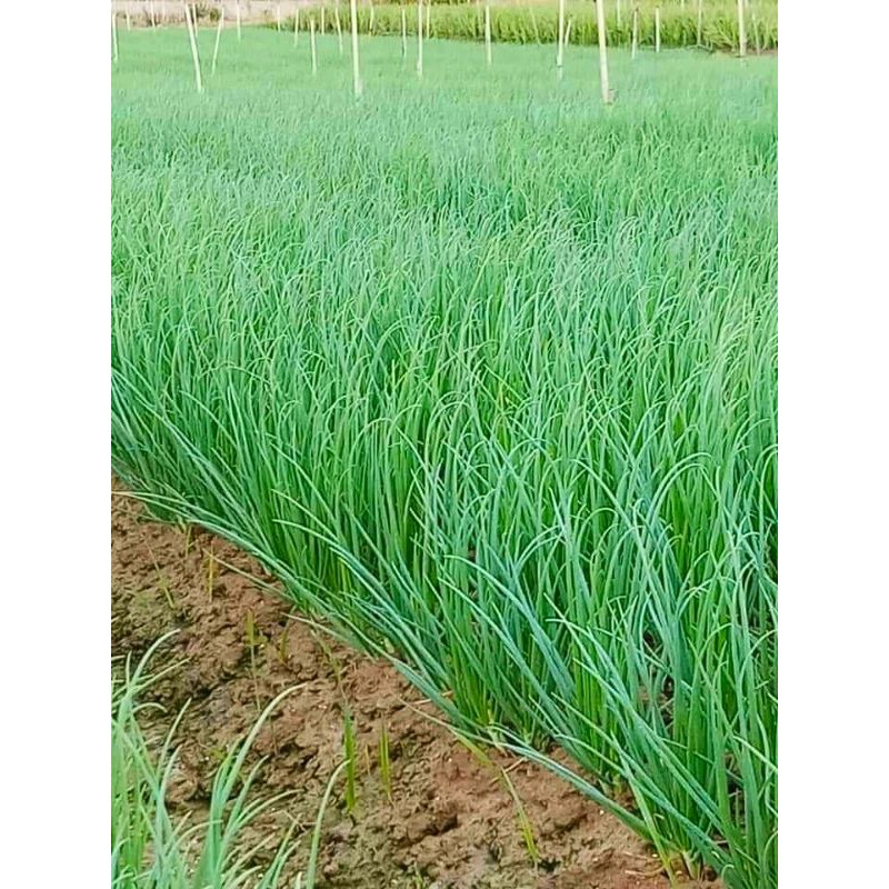 Củ giống hành ba chài