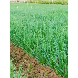 [Siêu rẻ ] Củ giống hành ba chài (1kg)