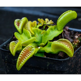 Cây Bắt Mồi-Cây Bẫy Kẹp-Dionea muscipula ‘Alien’ tại Hắc Tê-Exotic Garden