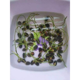 Hạt Giống Sen Mini Nhật 5 Hạt/ Gói