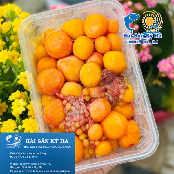 Giá sỉ - Trứng Gà Non - Q12