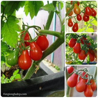 Hạt Giống Cà Chua Lê Đỏ