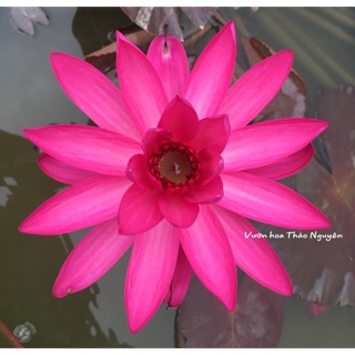 (ĐANG NỤ)Hoa súng Mĩ dòng mới SIÊU HOT HIT