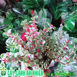 Cây cành vàng lá ngọc