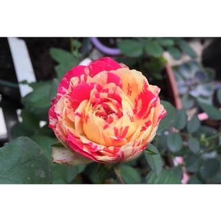 🌸 Cây hoa Hồng Party Ranucula🌸