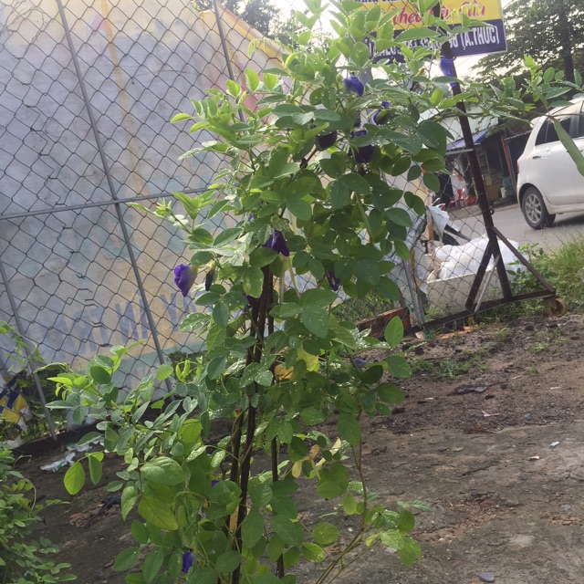 Cây đậu biếc