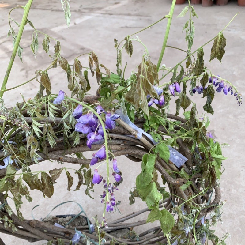 Cây hoa tử đằng dây leo dài 1,5m, mang sắc tím mộng mơ và hương thơm mát dễ chịu, cây hoa leo giàn tạo bóng mát