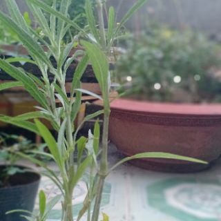 Cây chiều hồng( bầu 4-5 cây)