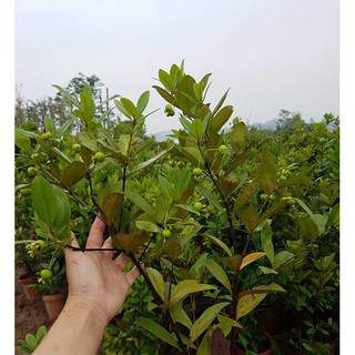 cây giống CHERRY BRAZIL- 1 NĂM CHO QUẢ