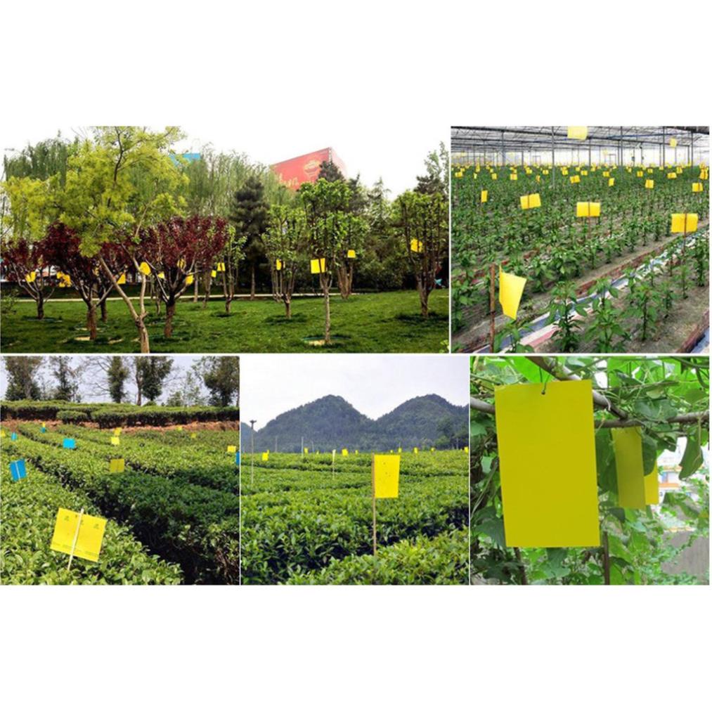 [Tặng kèm dây treo] Miếng bẫy dính ruồi vàng, dính côn trùng 2 mặt siêu dính 20x25cm