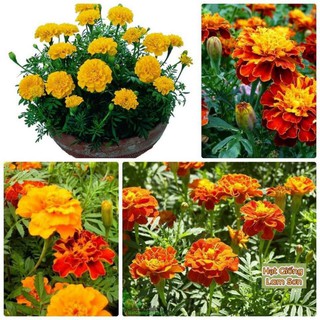 HẠT GIỐNG HOA VẠN THỌ BAN MAI - Loài Hoa Ưa Chuộng, Siêu Dễ Trồng.