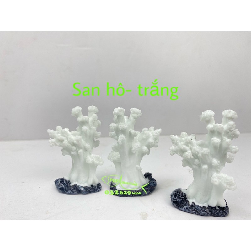 San hô trang trí bể cá nhỏ