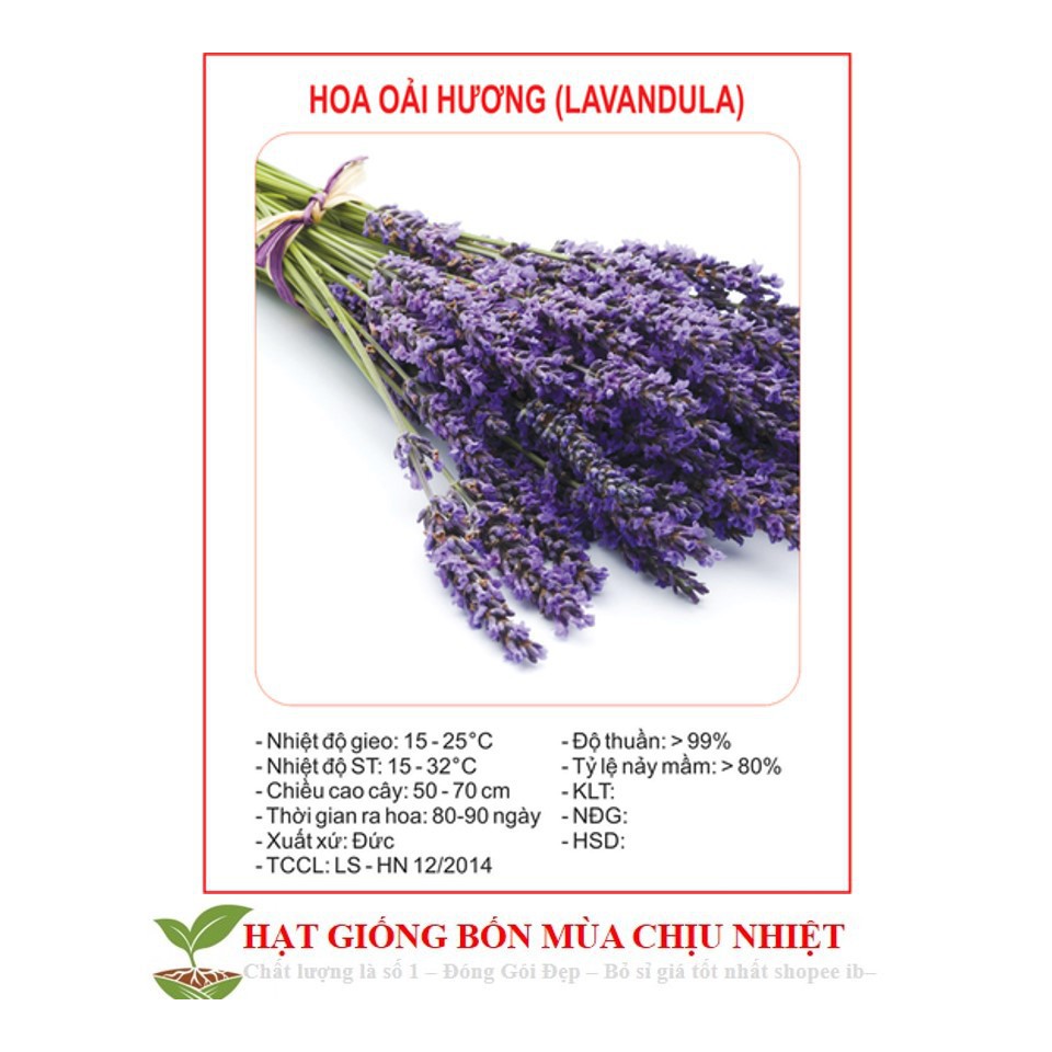 Hạt giống hoa oải hương pháp (lavender tuyết) ĐẾN MÙA TRỒNG TẾT