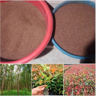 Hạt giống cây bạch đàn đỏ - gói 50gram kns244