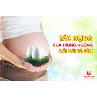 Cặp Trứng ngỗng bổ cho phụ nữ mang thai