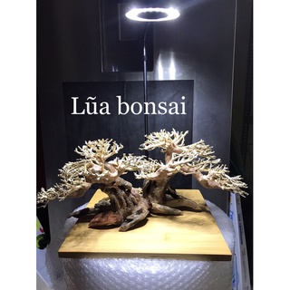Lũa Bonsai Trang Trí Bể Thủy Sinh - Bể Cá Cảnh 20x15cm và 40x30cm