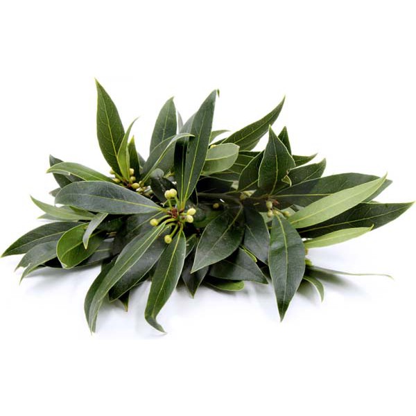 [20g-50g] Lá nguyệt quế khô, Lá Thơm, Bay Leaf - Tạo mùi thơm đặc trưng cho món ăn