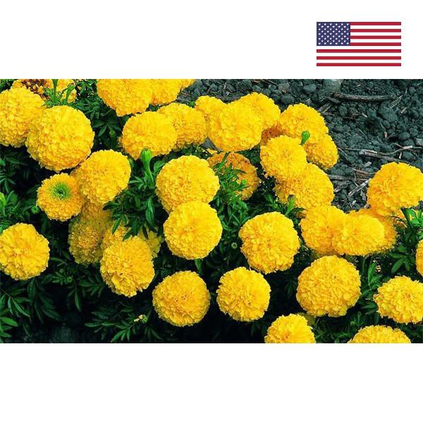 Hạt giống hoa cúc vạn thọ bông to vàng (50 hạt) USA