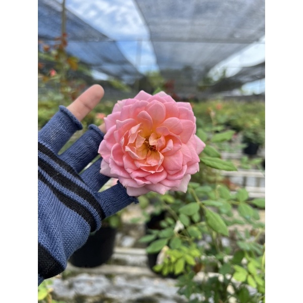 Hoa hồng bụi julibee celebration rose