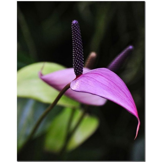 Chậu cứng Purple Arc Tulip Anthuriums