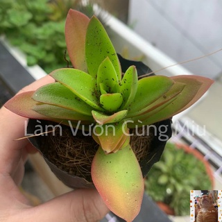 Sen Đá Tứ Phương Đỏ 🍁🍁🍁 Size Bầu