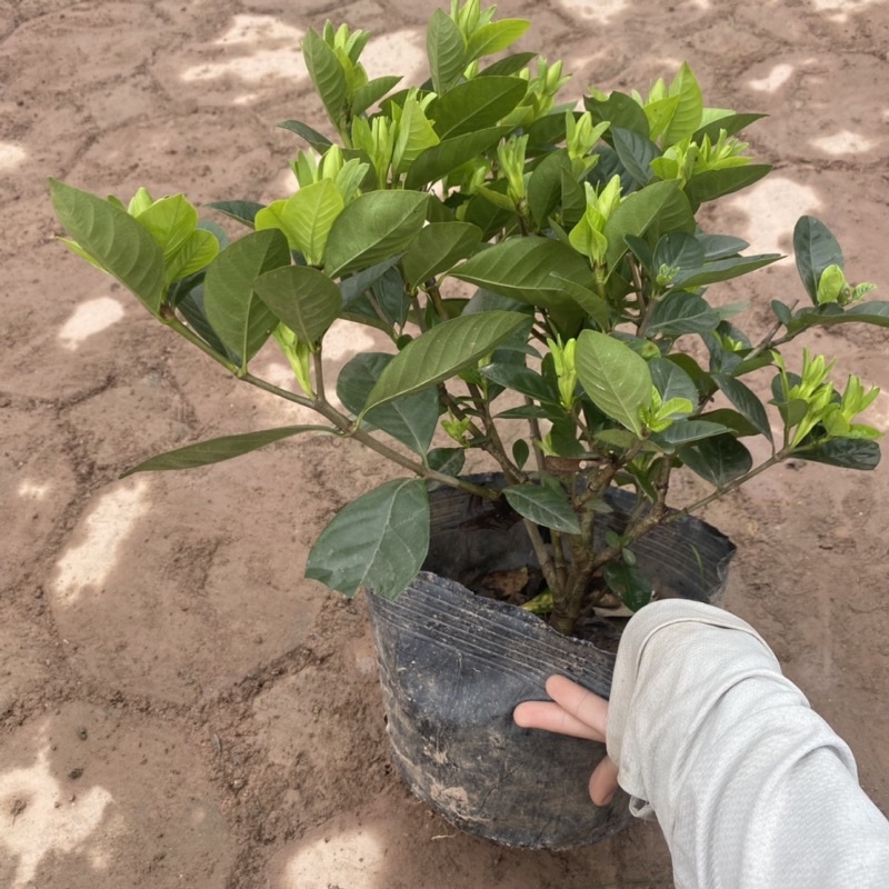 Cây hoa bạch thiên hương  có hương thơm ngào ngạt