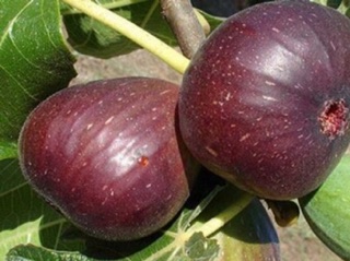 Cây giống sung mỹ nhập