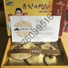 NẤM LINH CHI VÀNG NHẠT HÀN QUỐC HỘP CÔ GÁI 1KG